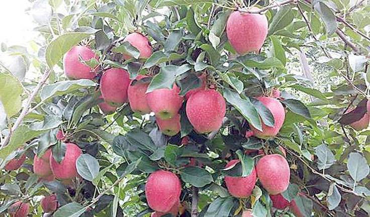 Ochs apples ready for picking.