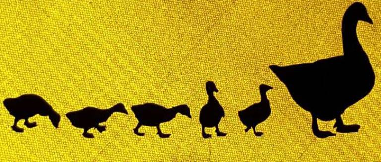 Quack or honk?