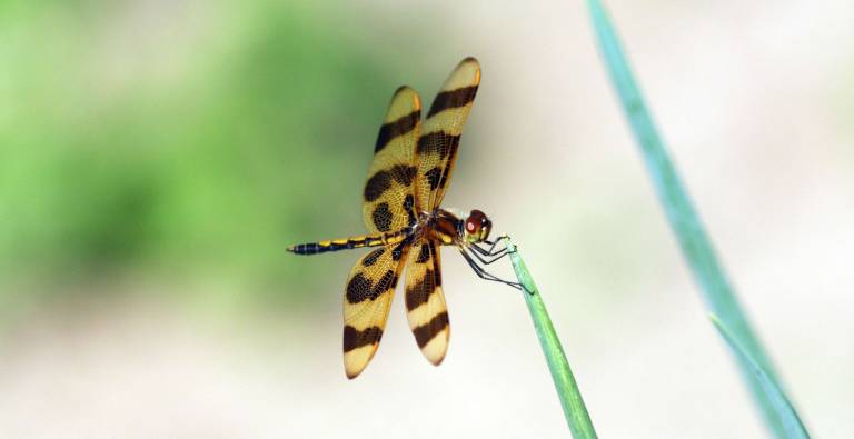 This Halloween Pennants (Celithemis eponina) dragonfly is looking for insects at the ends of these onion greens.