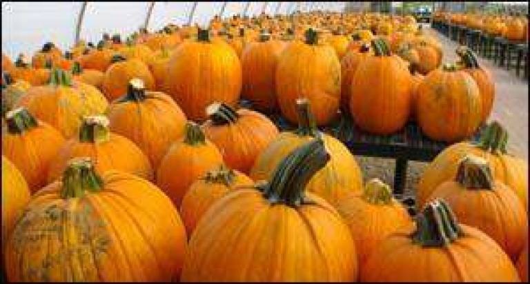 PuMPKIN LAND FESTIVAL