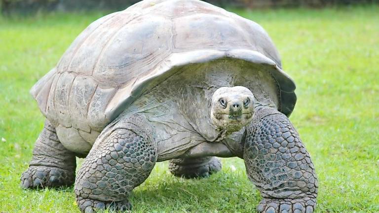 World Turtle Day--give turtles a brake, says DEC