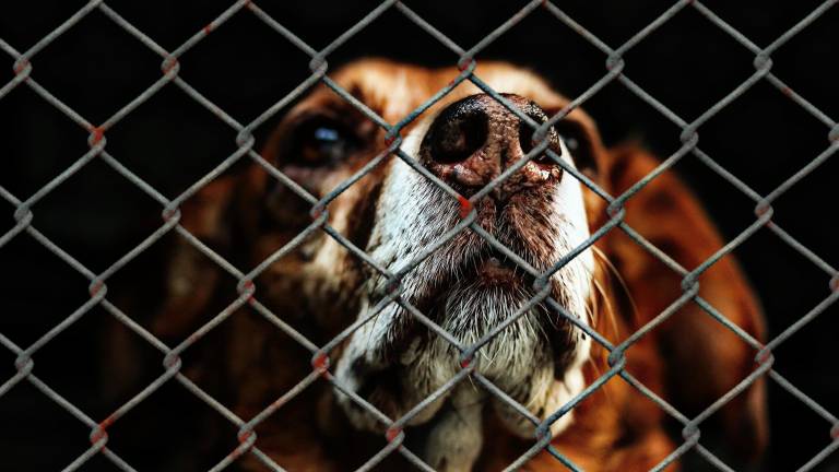 The Town of Woodbury intends to halt animal control services for the Town of Monroe if outstanding payments aren’t received by the end of June.