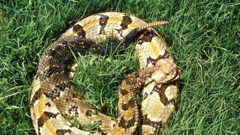 A timber rattlesnake in grass.